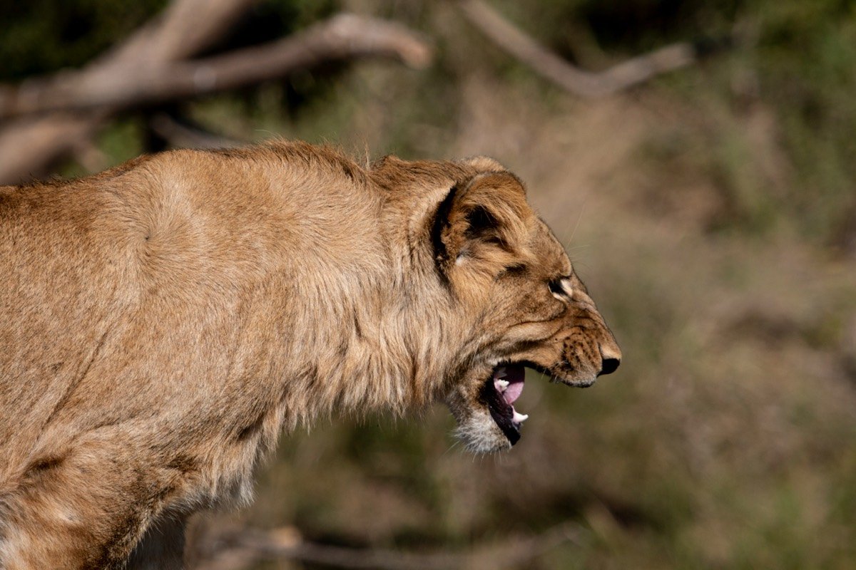 A close up of a lion with its mouth open, Zimbabwe