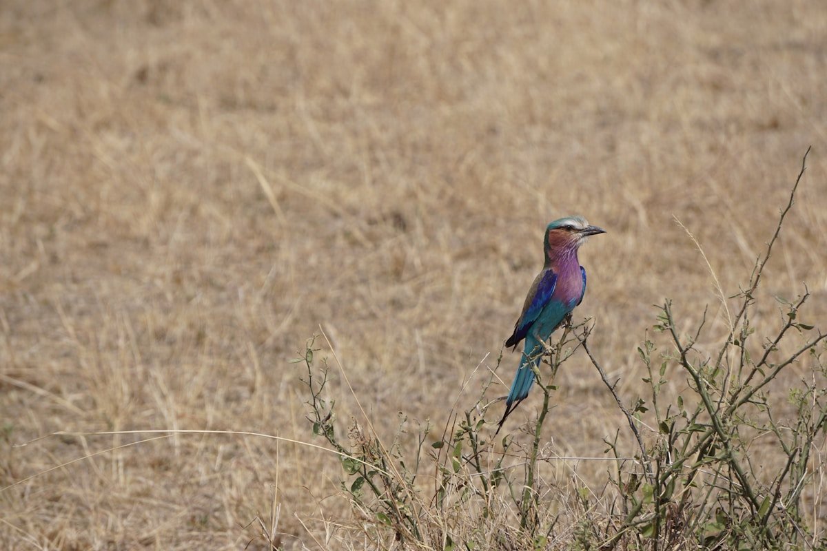 Lilac-breasted roller perched on a branch in African savanna grassland