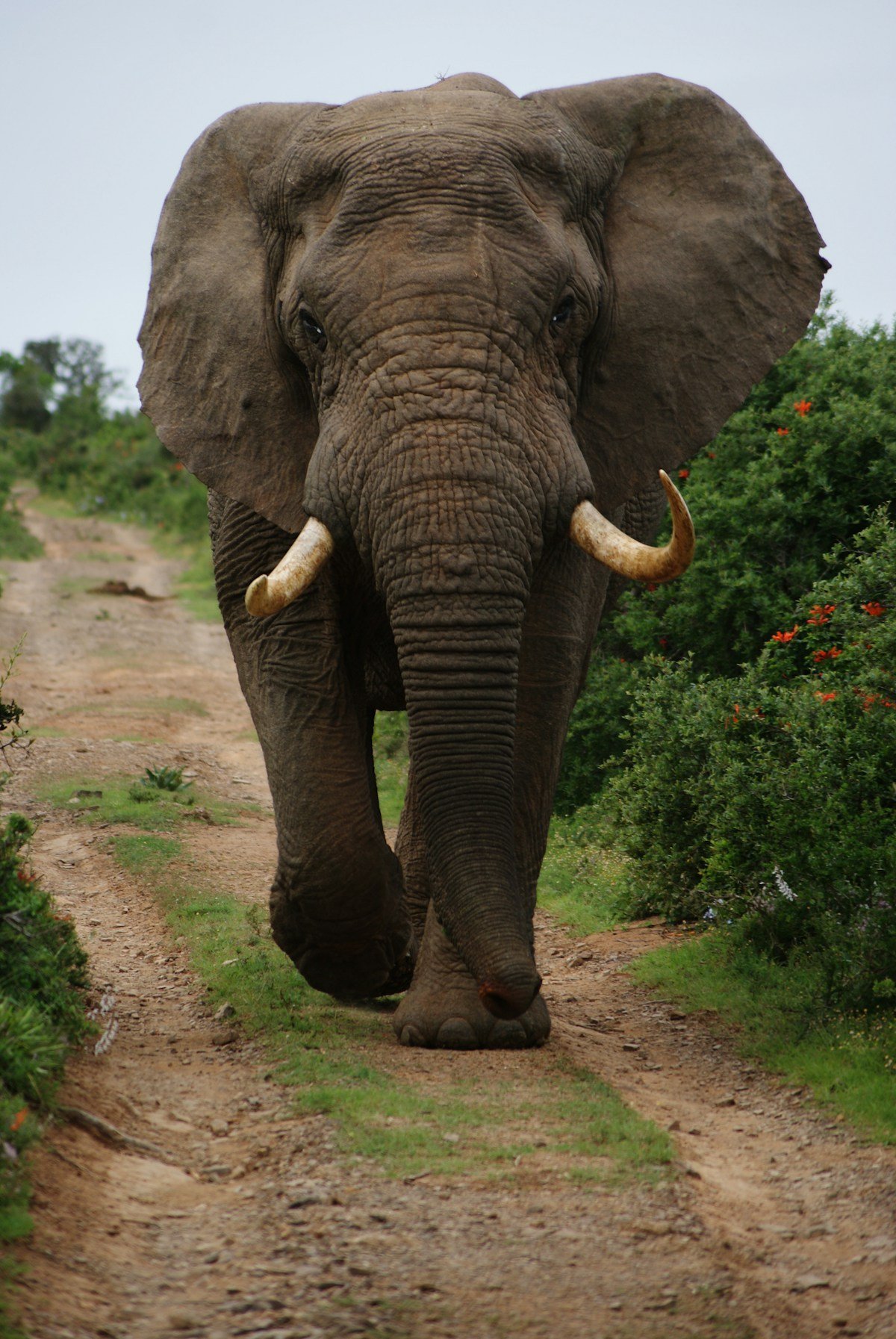 Large African elephant bull walking directly toward the camera on a bush track