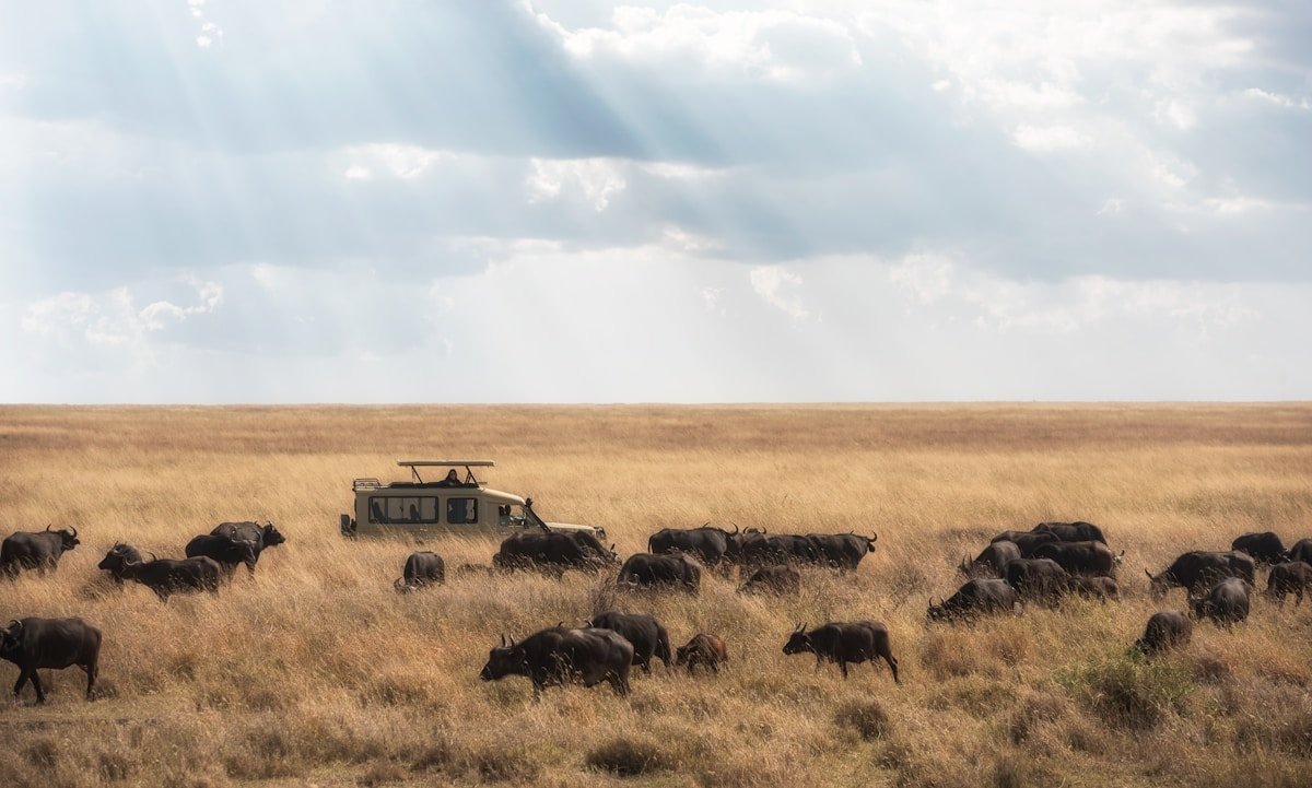 Safari vehicle among a herd of buffalo on Hwange National Park's golden plains