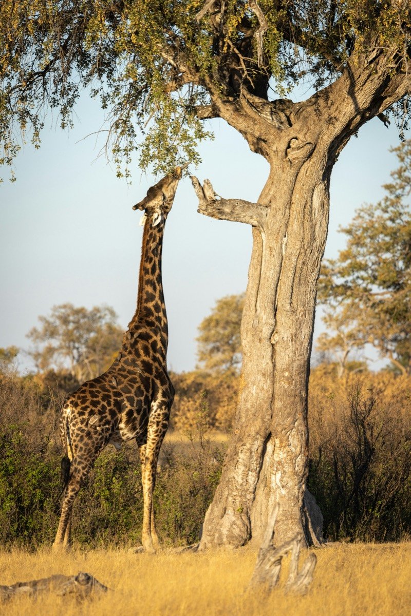 A giraffe eating from a tree, Hwange, Zimbabwe