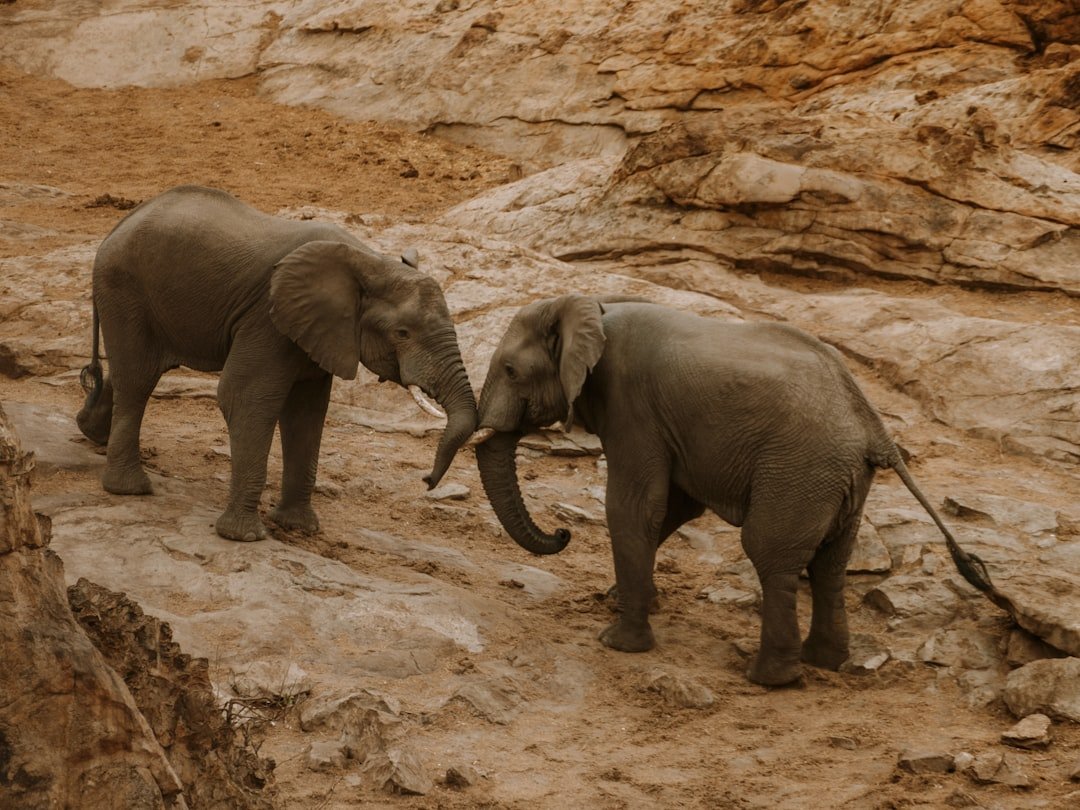 Two African elephants on rocky terrain in Hwange National Park, Zimbabwe