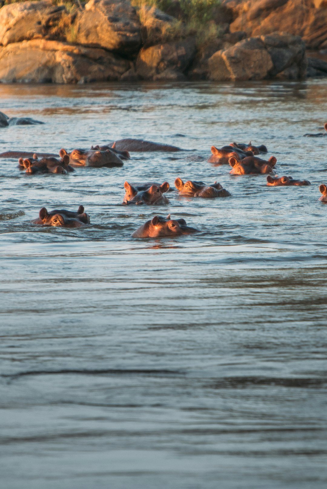 A large pod of hippos submerged in a river at golden hour in southern Africa
