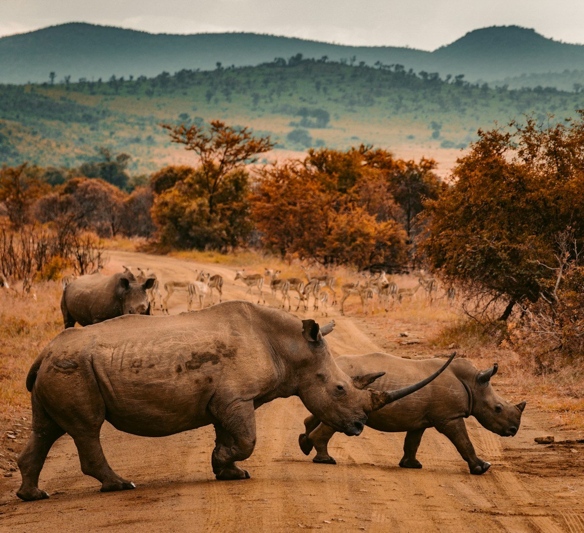 White rhino mother and calf crossing a dirt road in African savanna with mountains in the background
