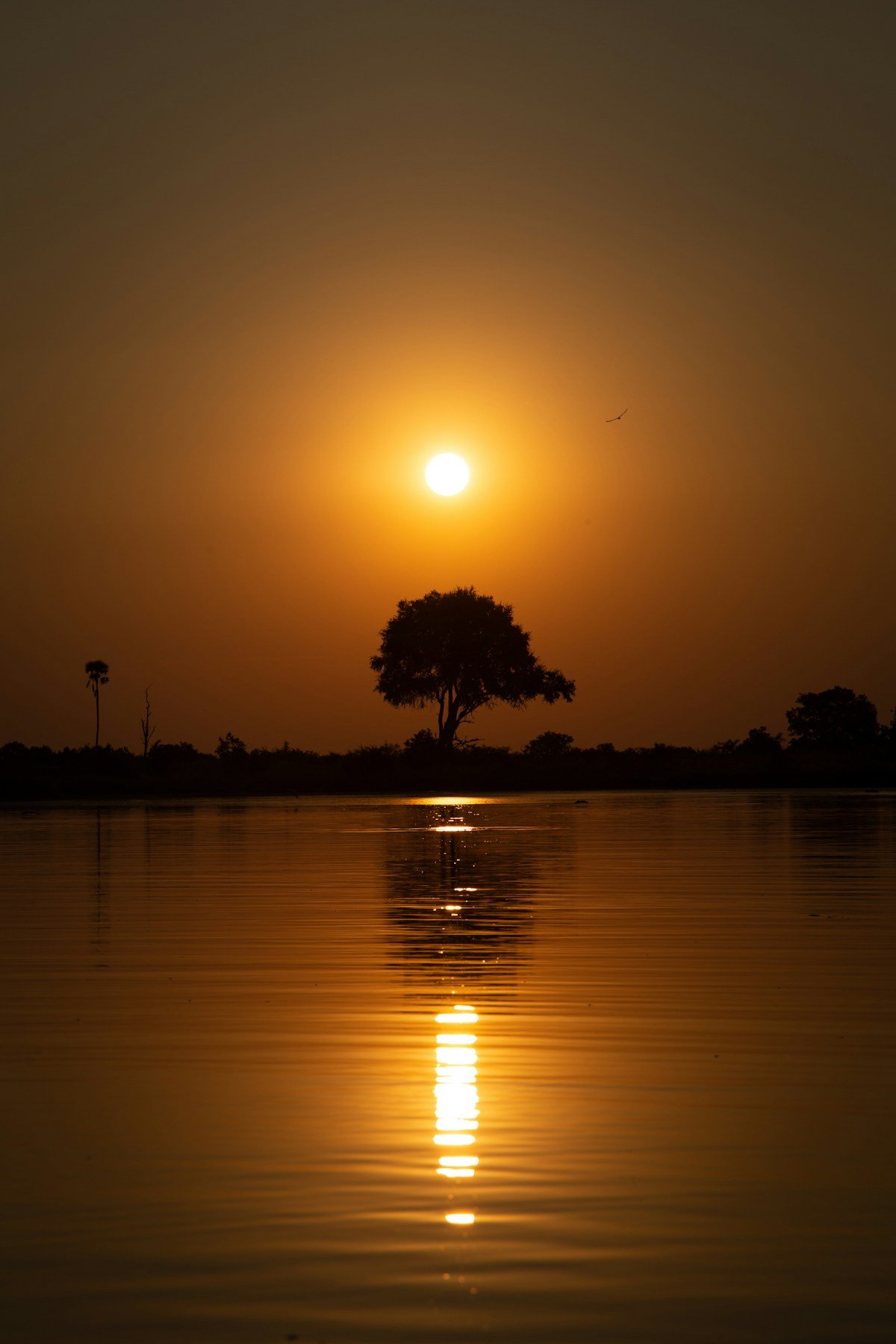 A golden sunset reflected across the wide expanse of Lake Kariba, Zimbabwe, with silhouetted trees on the shoreline