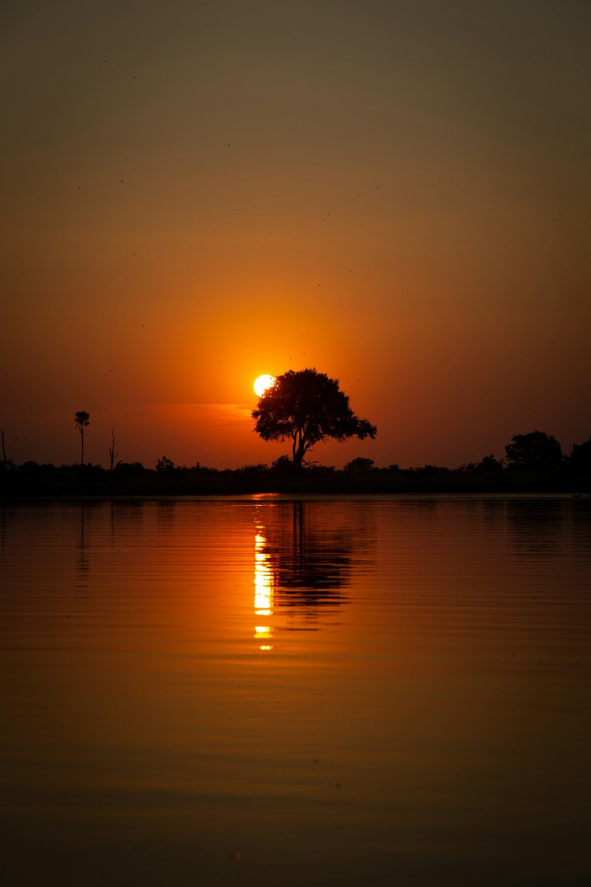 A silhouetted acacia tree against a golden sunset sky reflected on the still waters of a large African lake