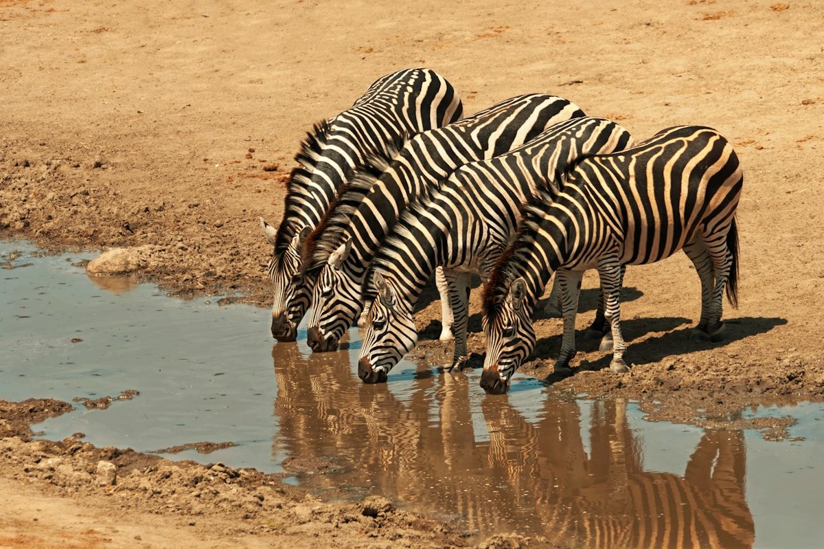 Zebras drinking water at a waterhole in Zimbabwe