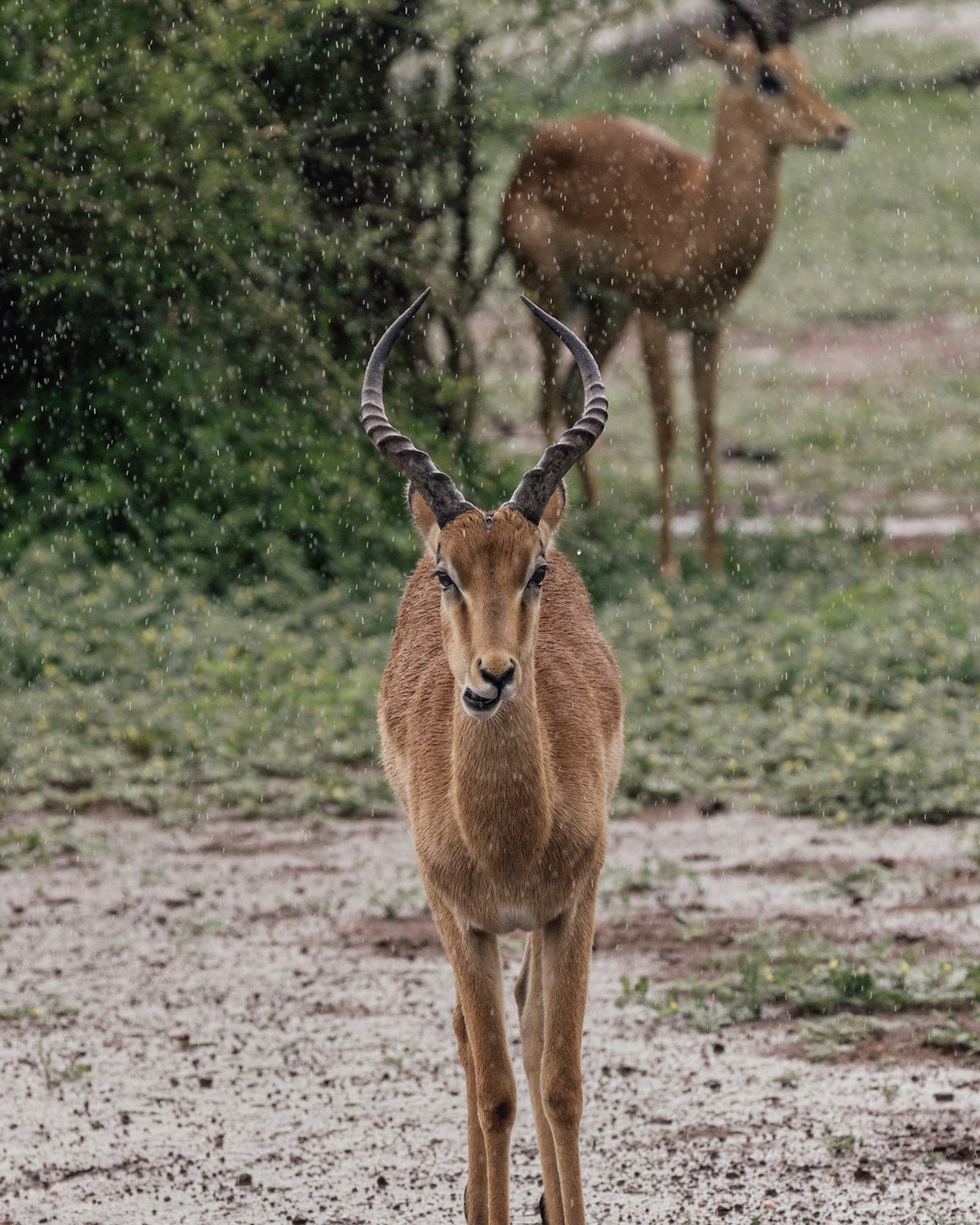 Impalas in the rain near Great Zimbabwe, wildlife in the ruins region