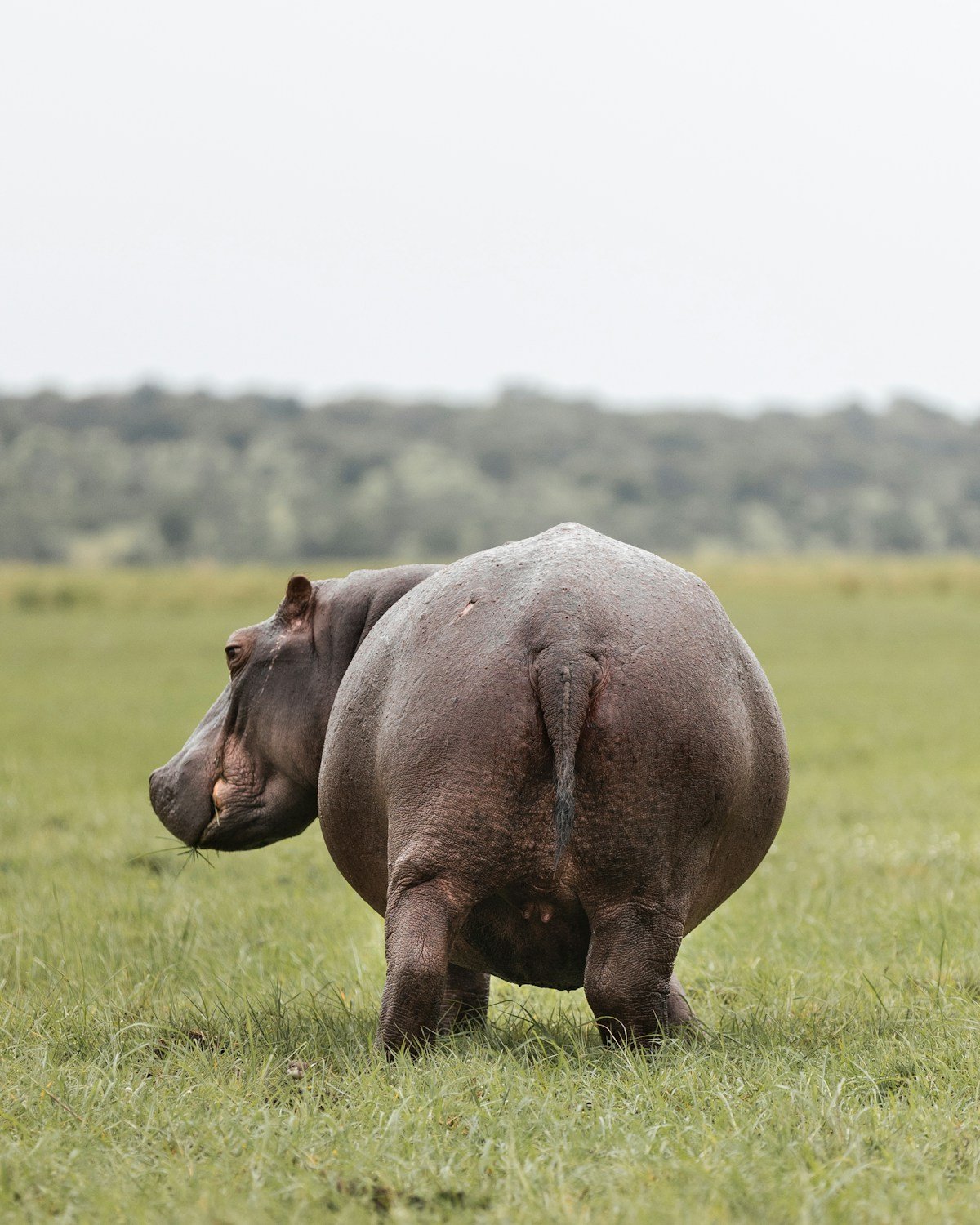 A hippopotamus standing in a grassy floodplain in Zimbabwe's Mana Pools