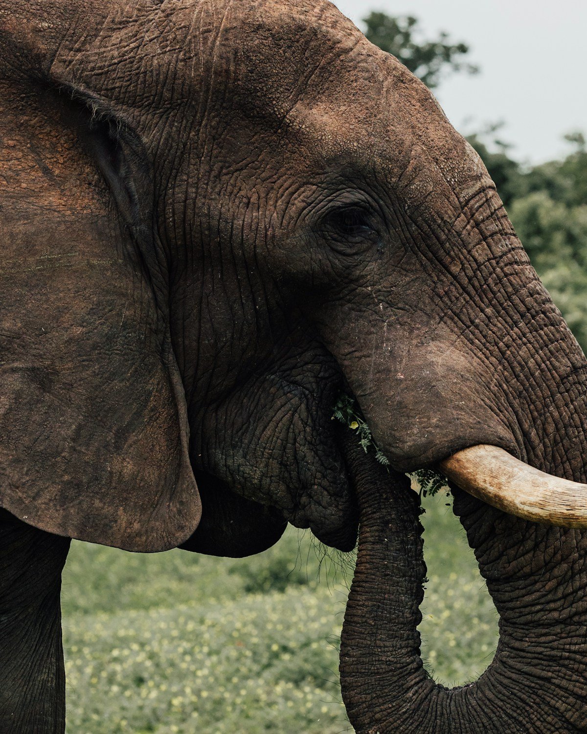 Close-up of an African elephant in Zimbabwe near Masvingo