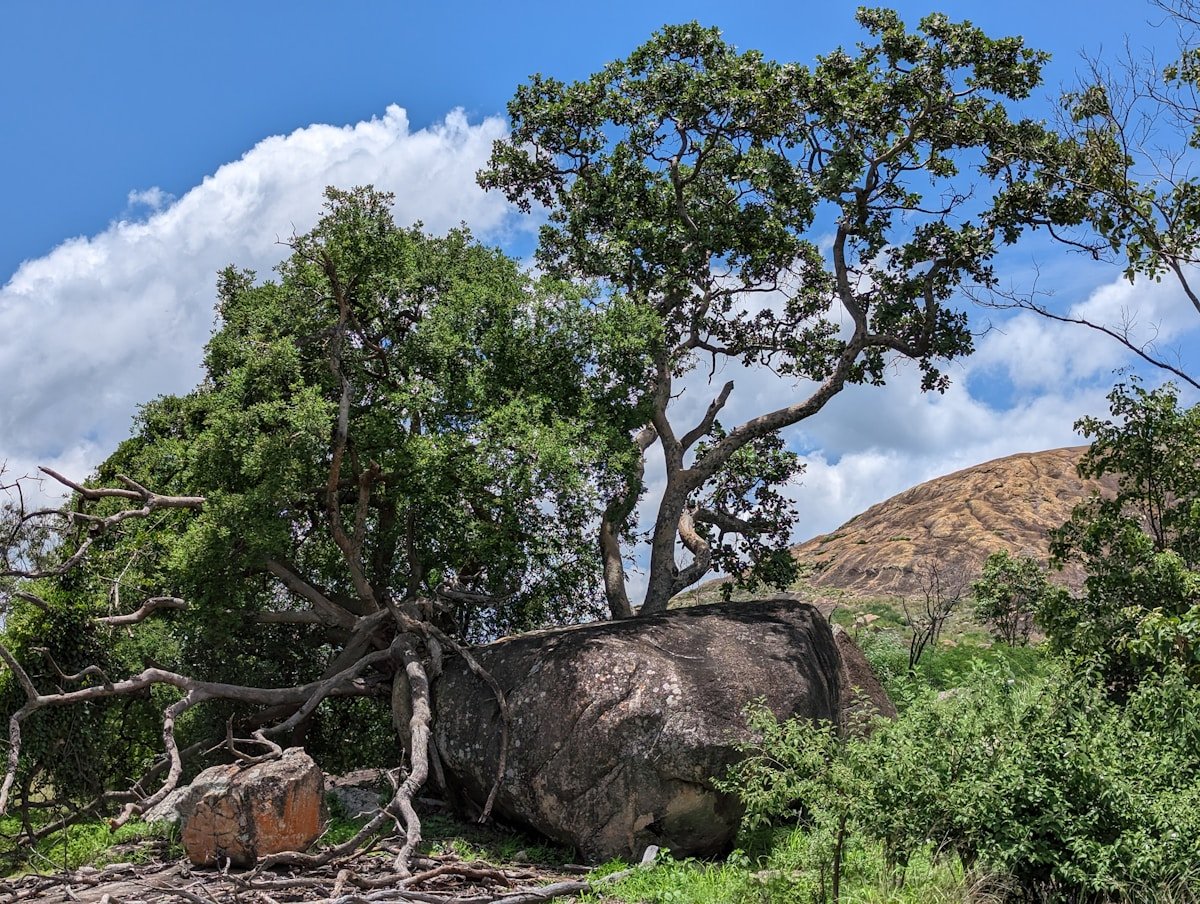 Granite boulder and tree growing through rocks on the hills at Matopos, Zimbabwe
