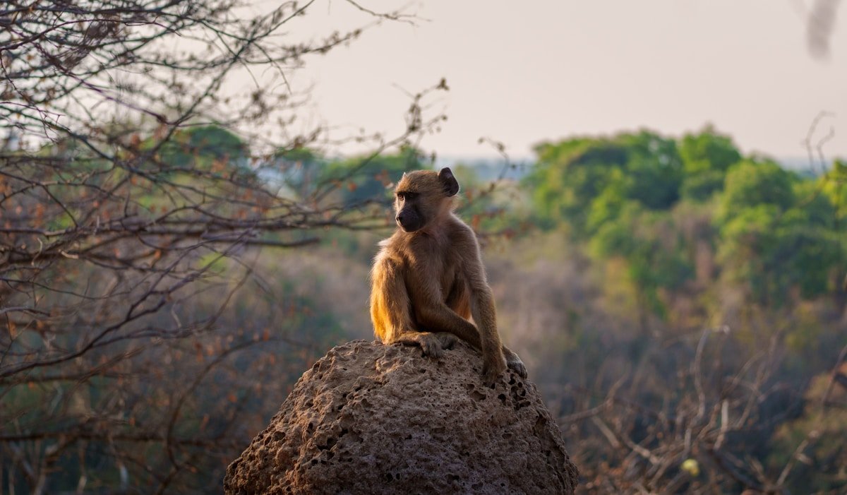 Baboon sitting on a rock in Zimbabwe's Eastern Highlands savanna