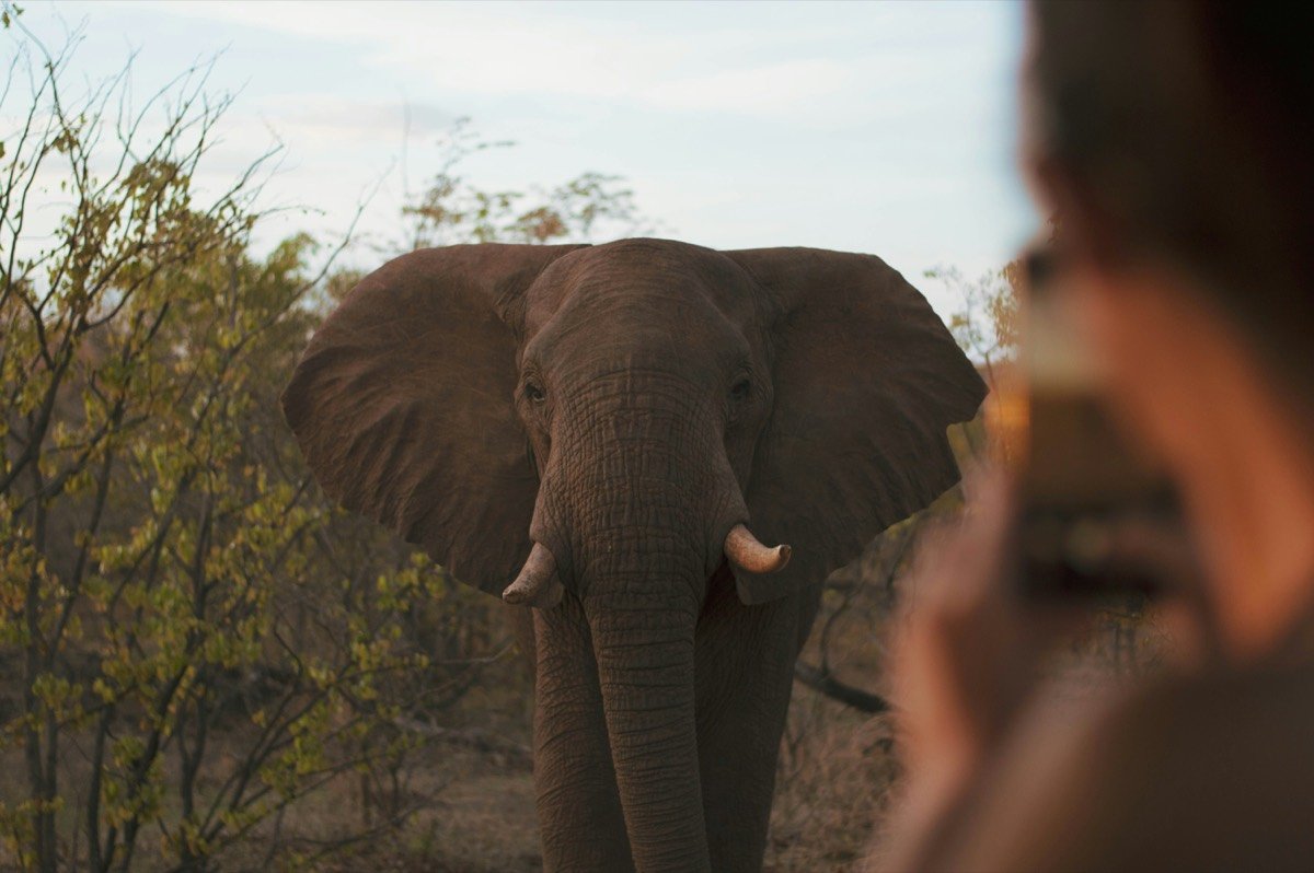 A person and an elephant, Victoria Falls, Zimbabwe