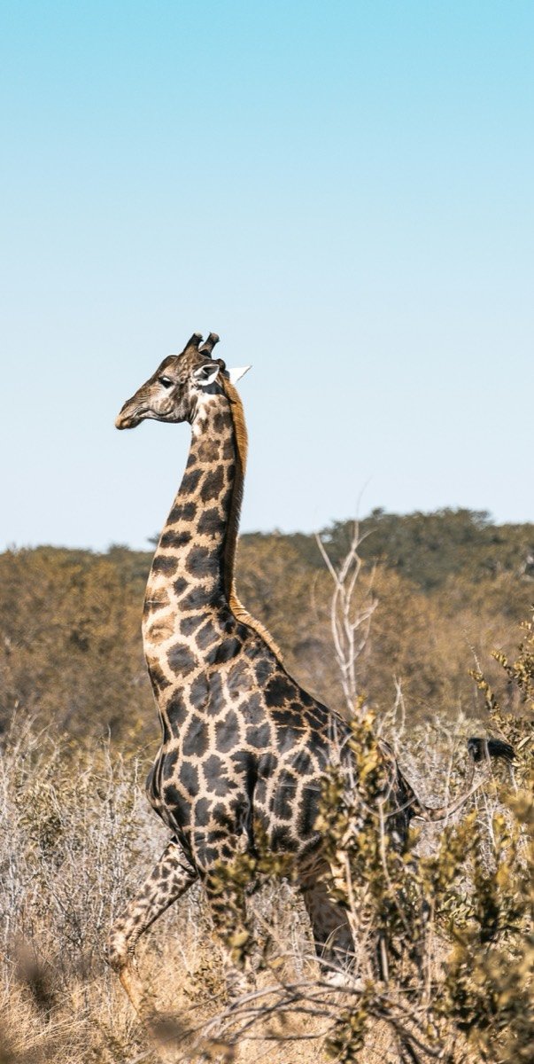 A giraffe on brown grass field during daytime, Zimbabwe