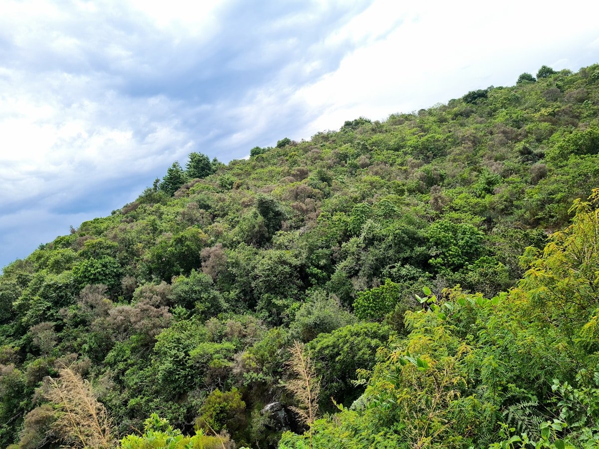 Granite boulders and savanna landscape on a day trip from Harare, Zimbabwe
