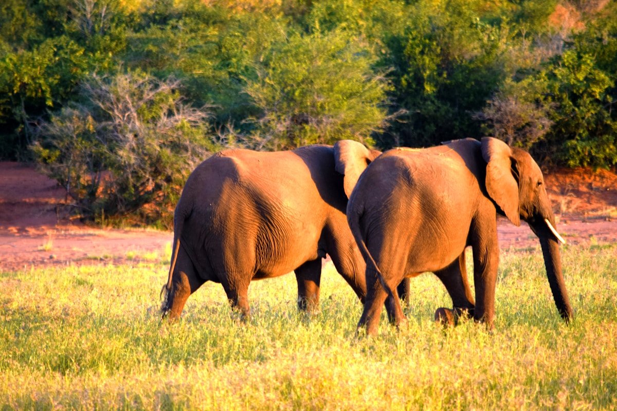 Two elephants walking through lush green bush in Zimbabwe