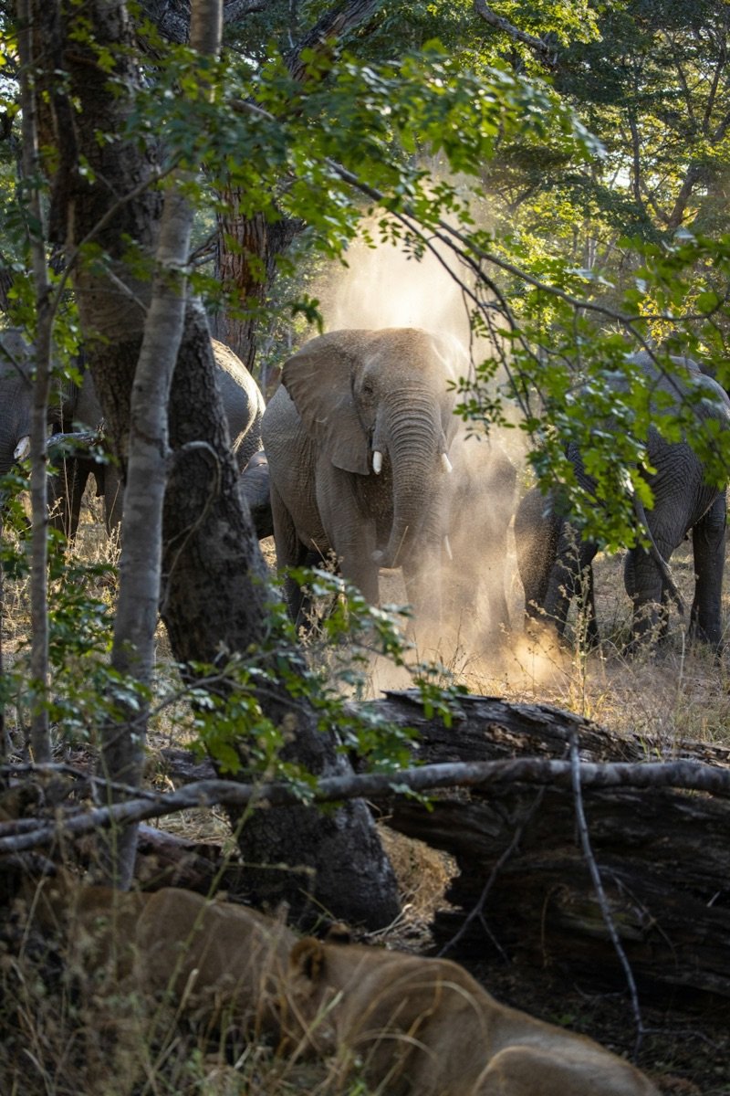 Elephant emerging from bush at dusk in Hwange National Park, Zimbabwe
