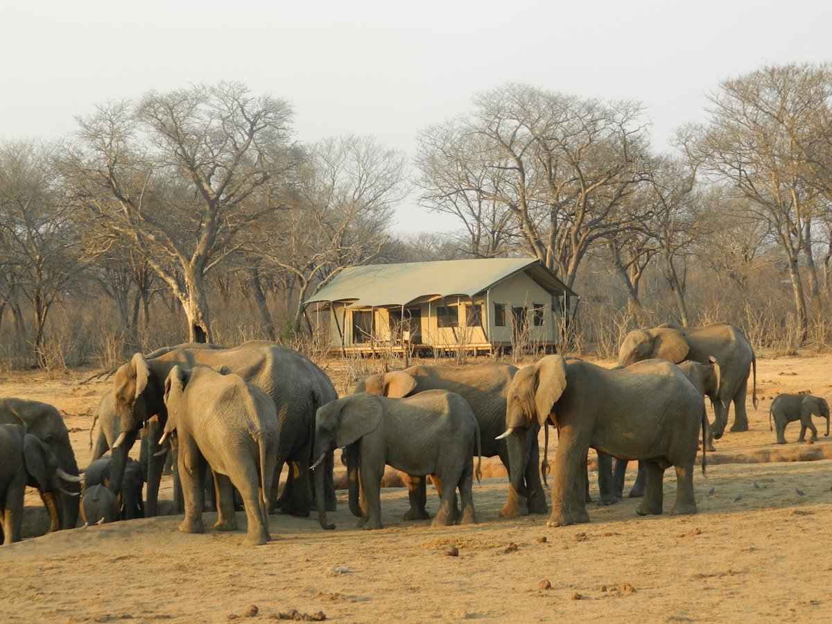 Elephant herd at a waterhole in Hwange National Park, Zimbabwe