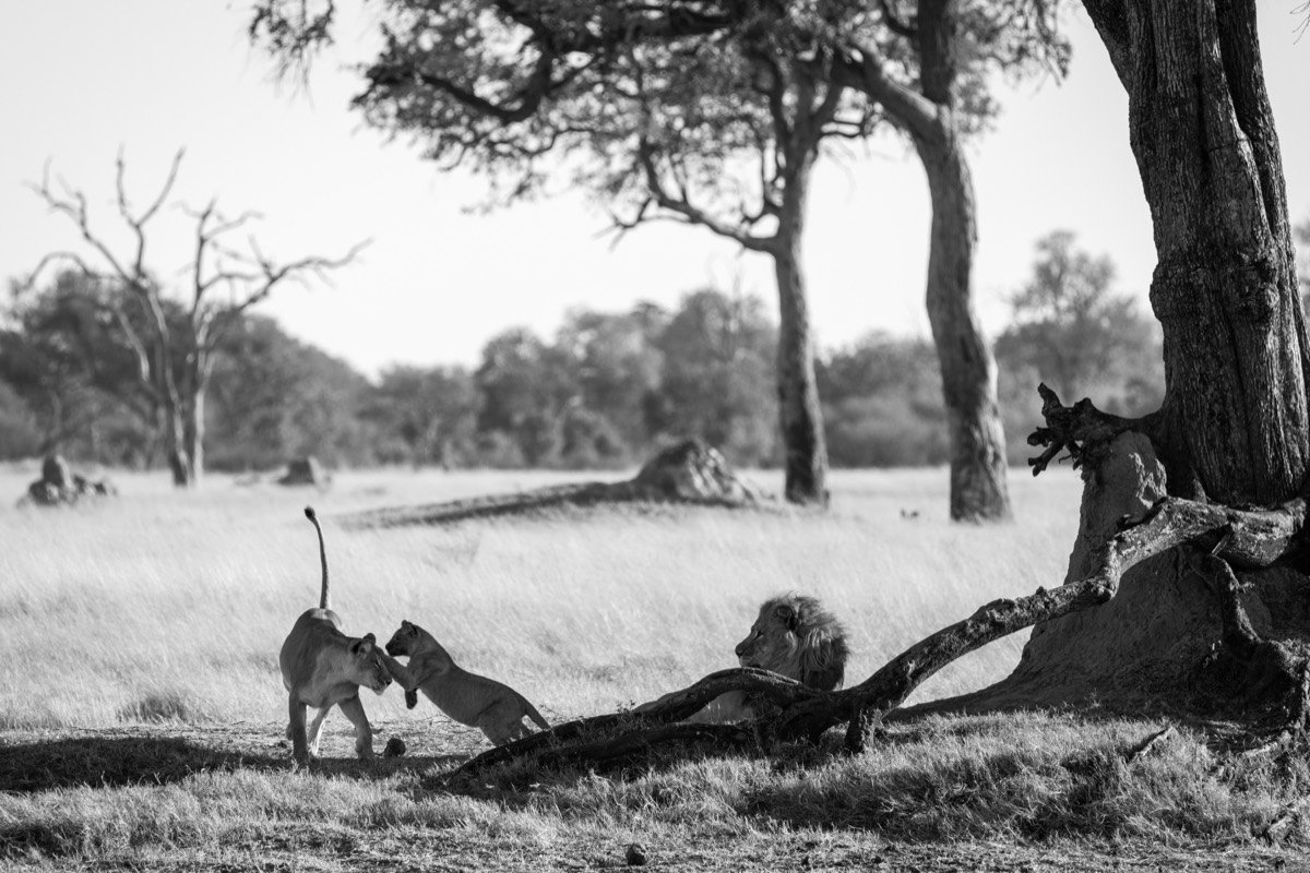 A group of animals in a field, Zimbabwe