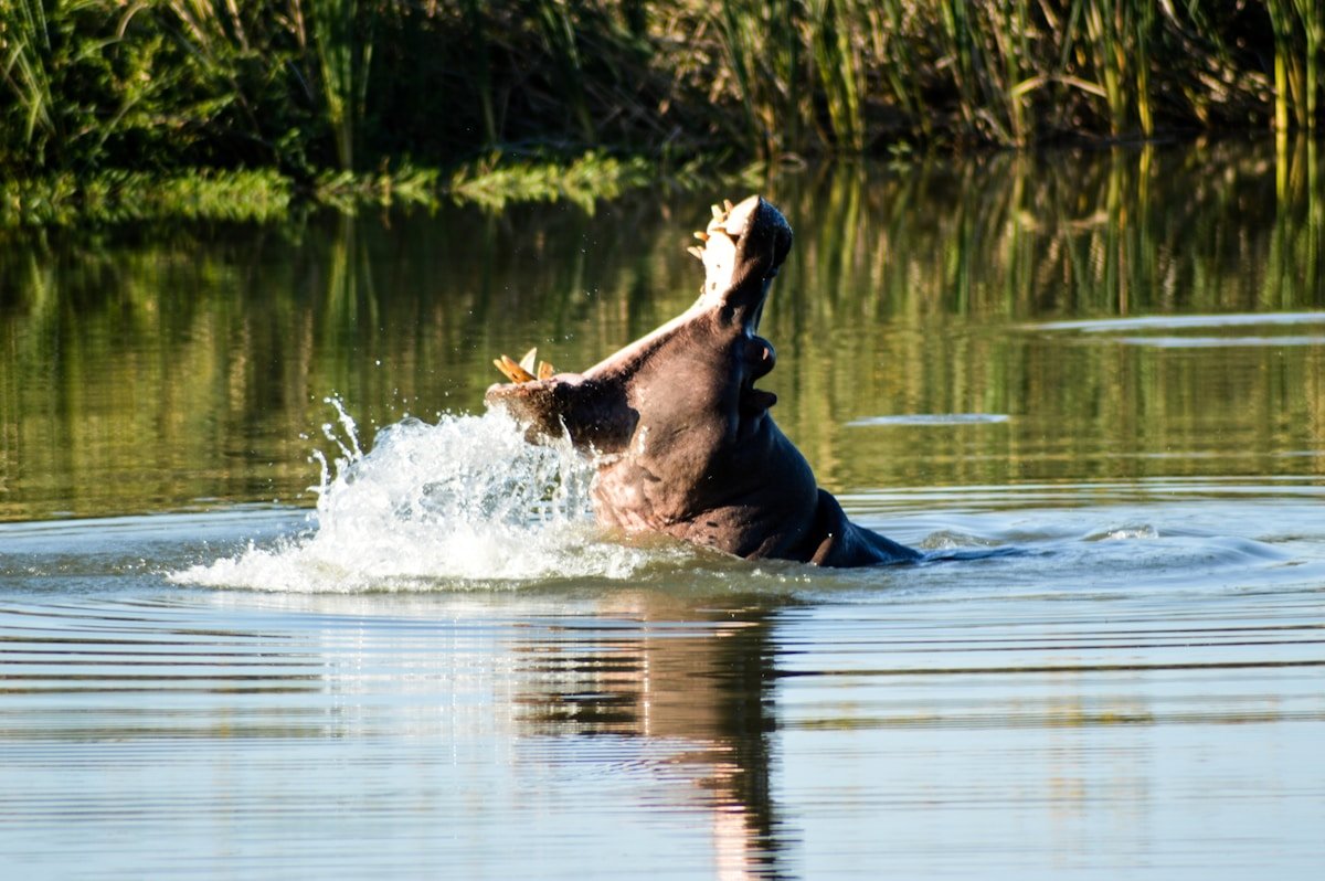A hippopotamus with mouth wide open splashing in the water at Mana Pools, Zimbabwe
