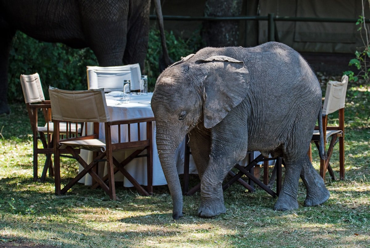 Baby elephant exploring the dining table at an unfenced safari camp in Africa