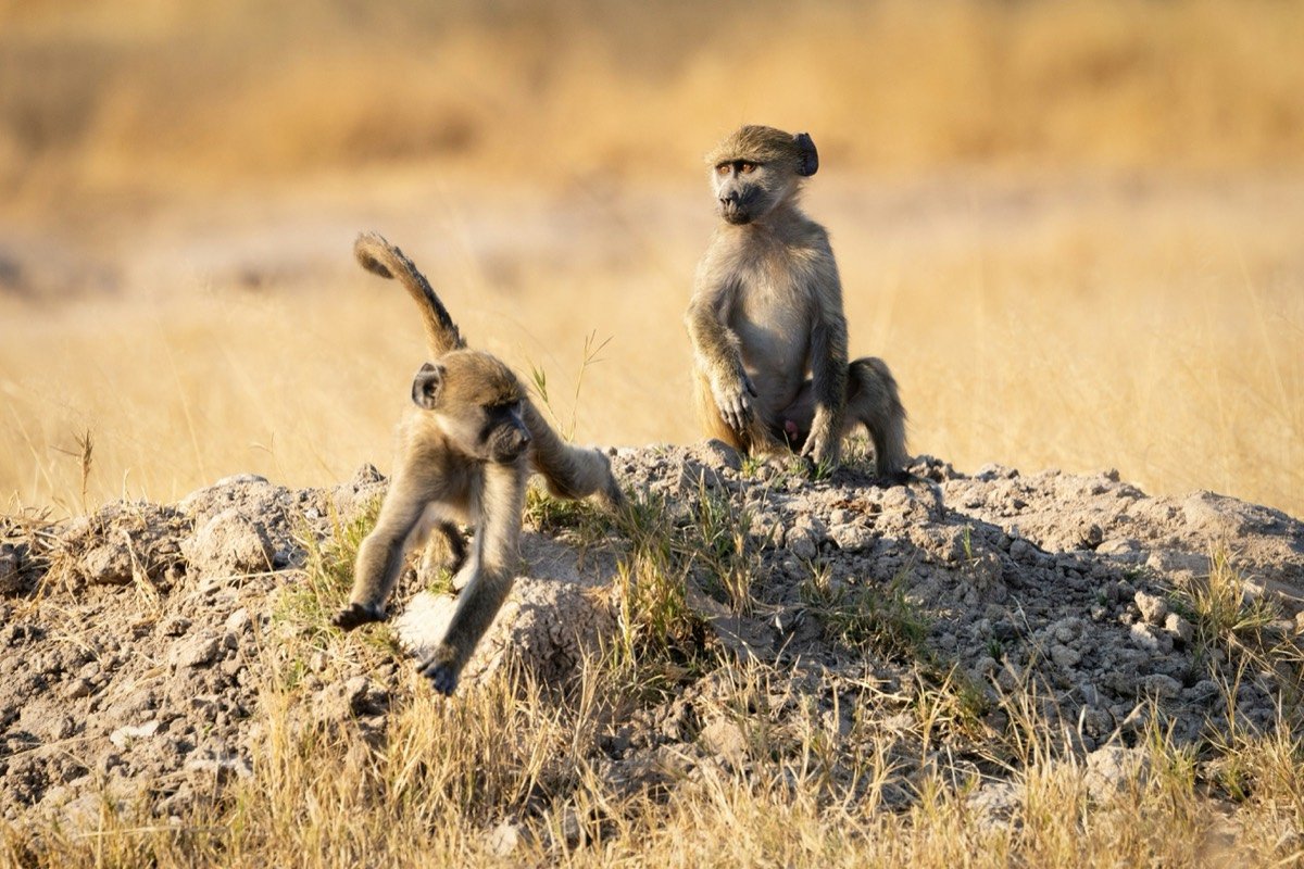 A couple of animals on a rock, Zimbabwe