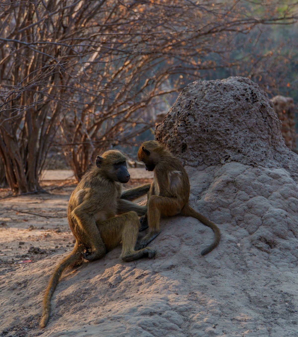 Two baboons sitting on a termite mound in dry Matobo Hills bush, Zimbabwe