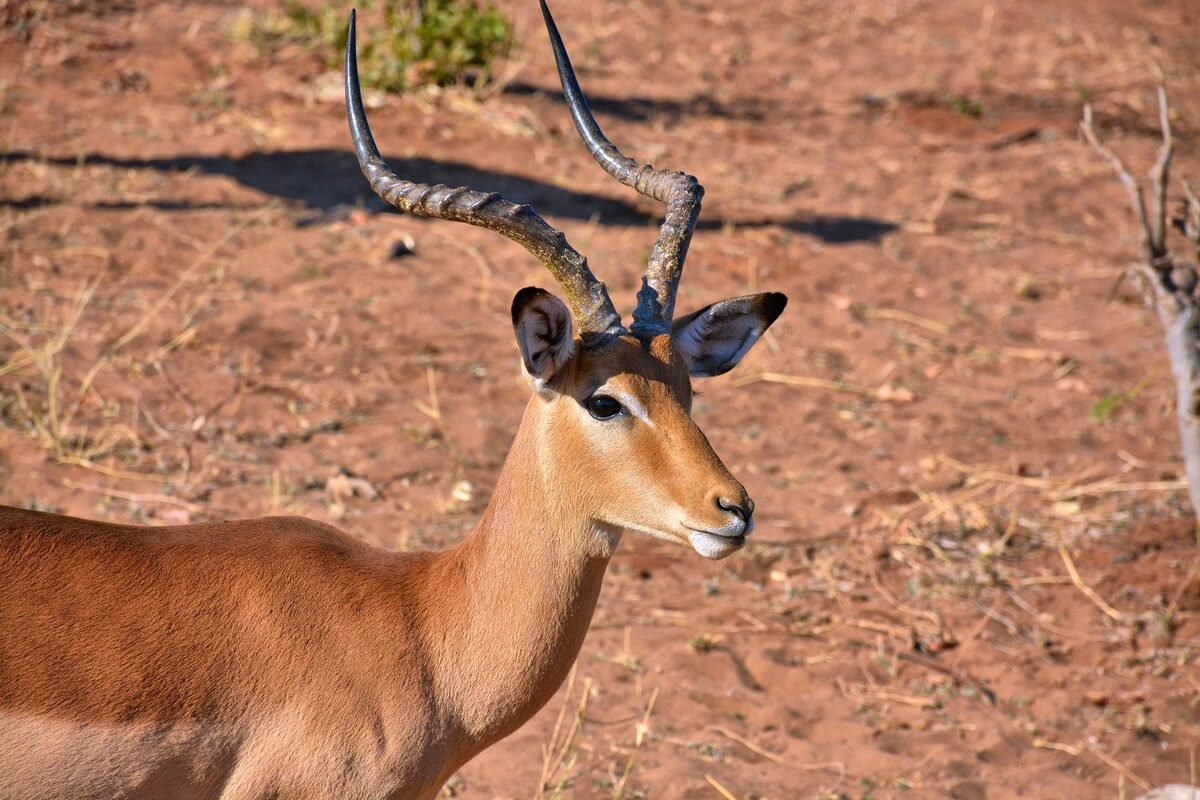 Impala grazing on open savanna in Zimbabwe during a safari game drive