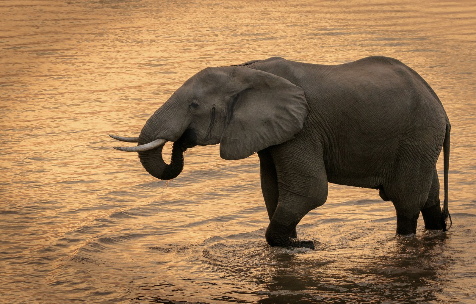 Elefant am Fluss in Zimbabwe - Wildtiere sind ein Teil jeder Reiseplanung