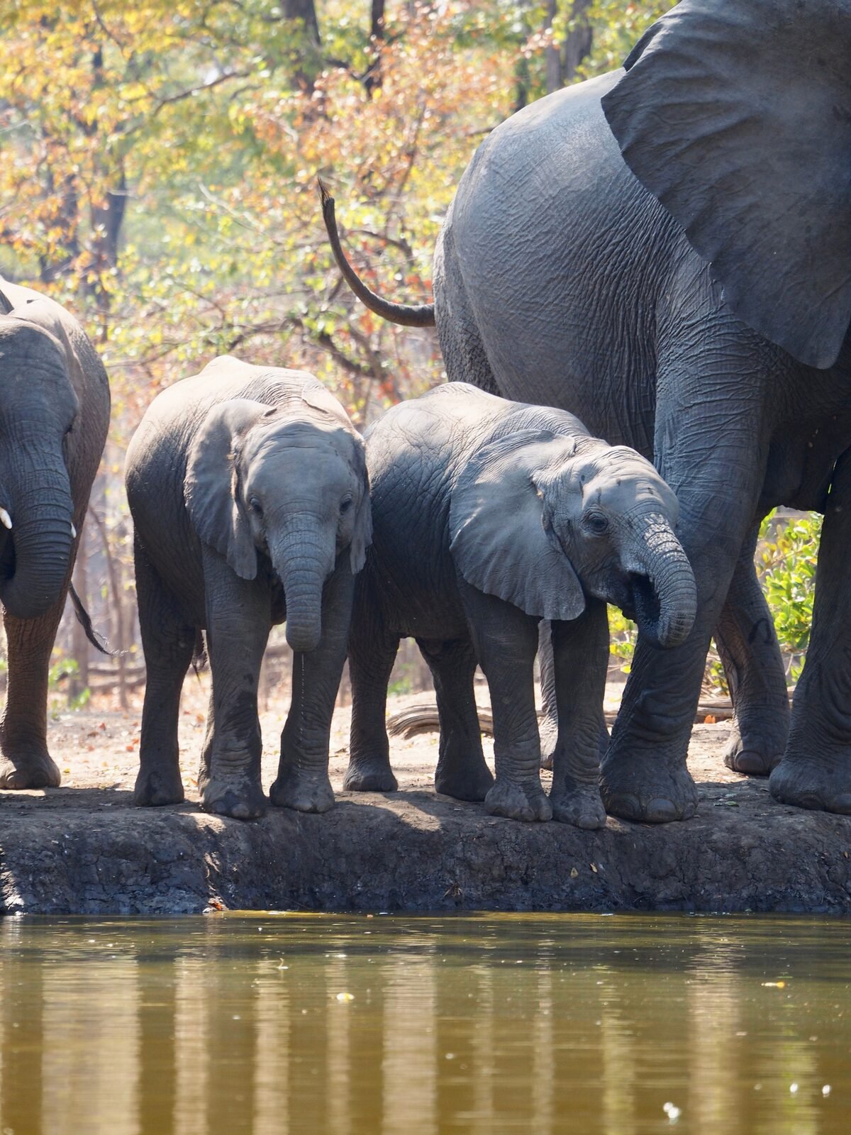 Elephant herd gathering at a waterhole in Zimbabwe during the dry season