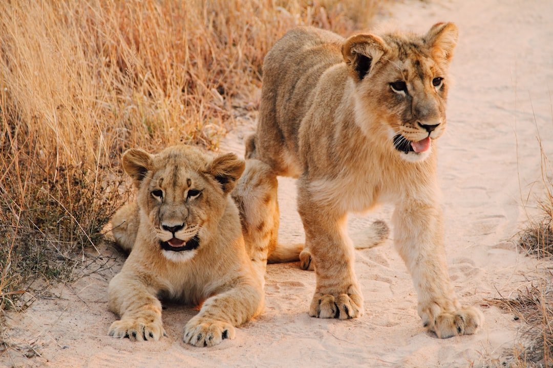 Two young lion cubs resting on a sandy road in the Zimbabwe wilderness