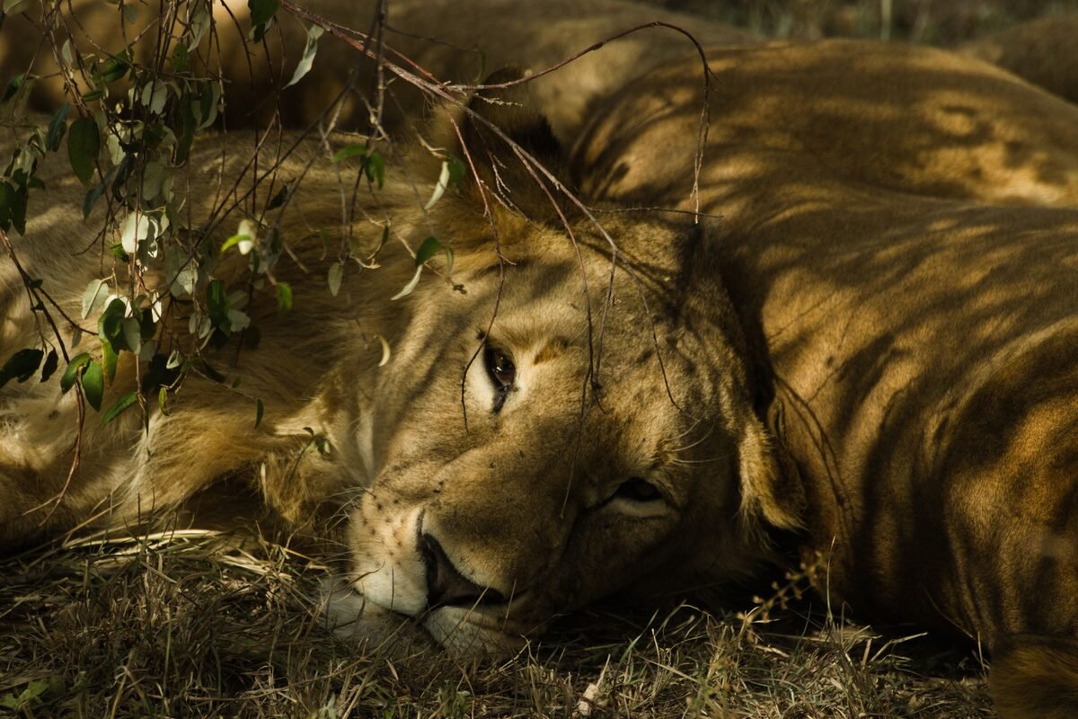 Lions au repos dans la savane africaine du Zimbabwe