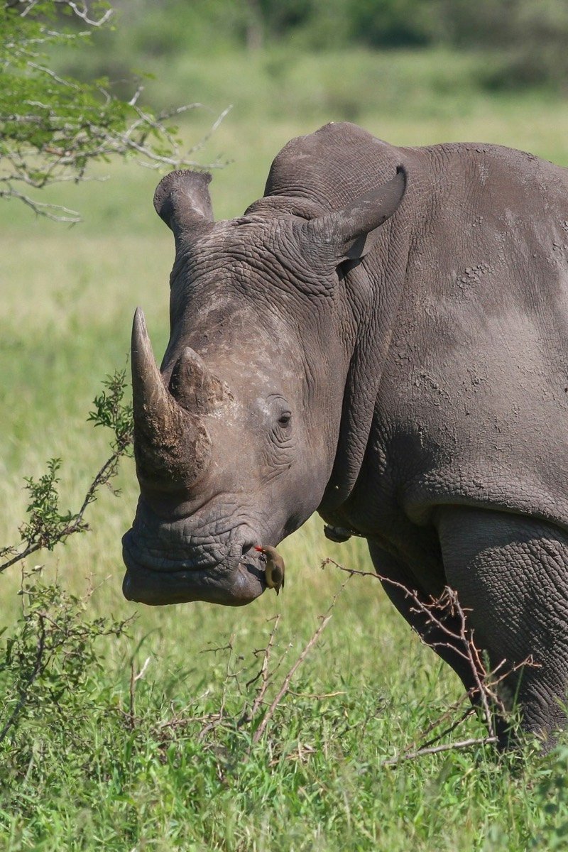 Rhinocéros blanc en gros plan dans le parc national de Matobo au Zimbabwe