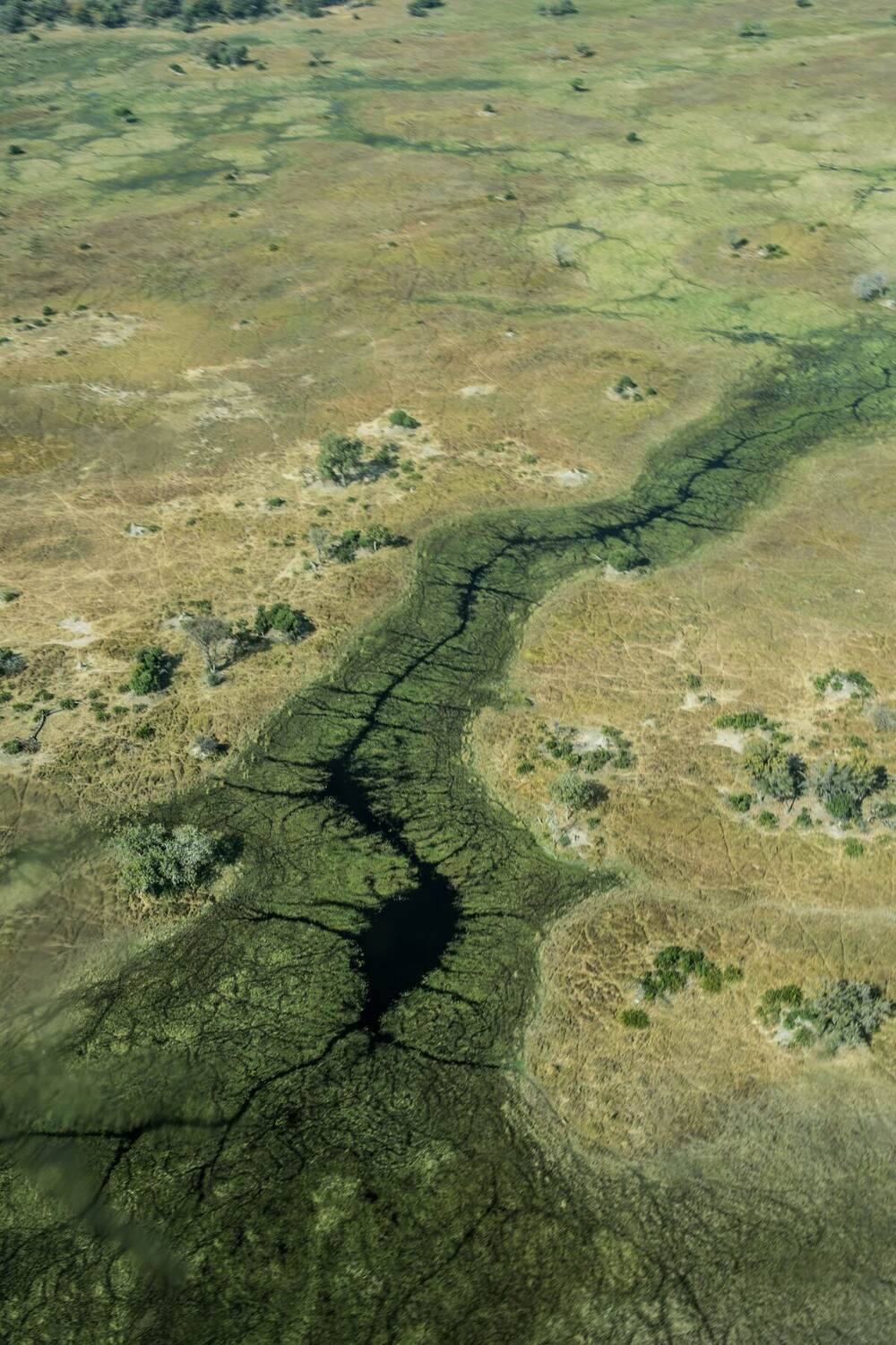 Aerial view of Okavango Delta waterways with distinctive channels and floodplains, Botswana