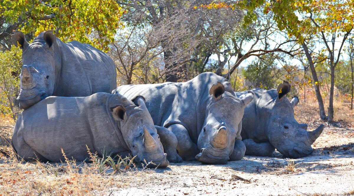 White rhinoceroses at a Zimbabwean wildlife reserve, a flagship species in conservation