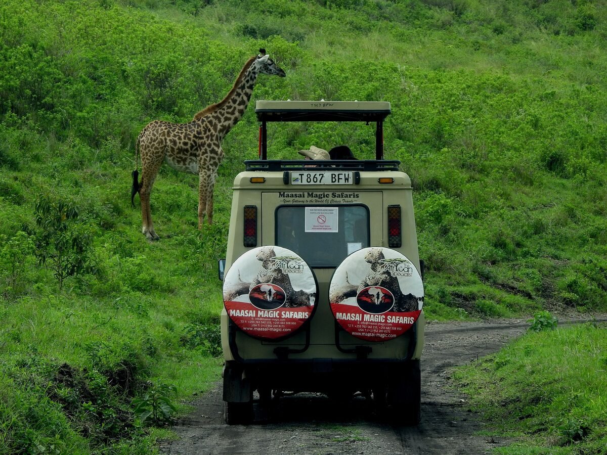 Véhicule de safari avec voyageurs passant devant des girafes sur la savane zimbabwéenne
