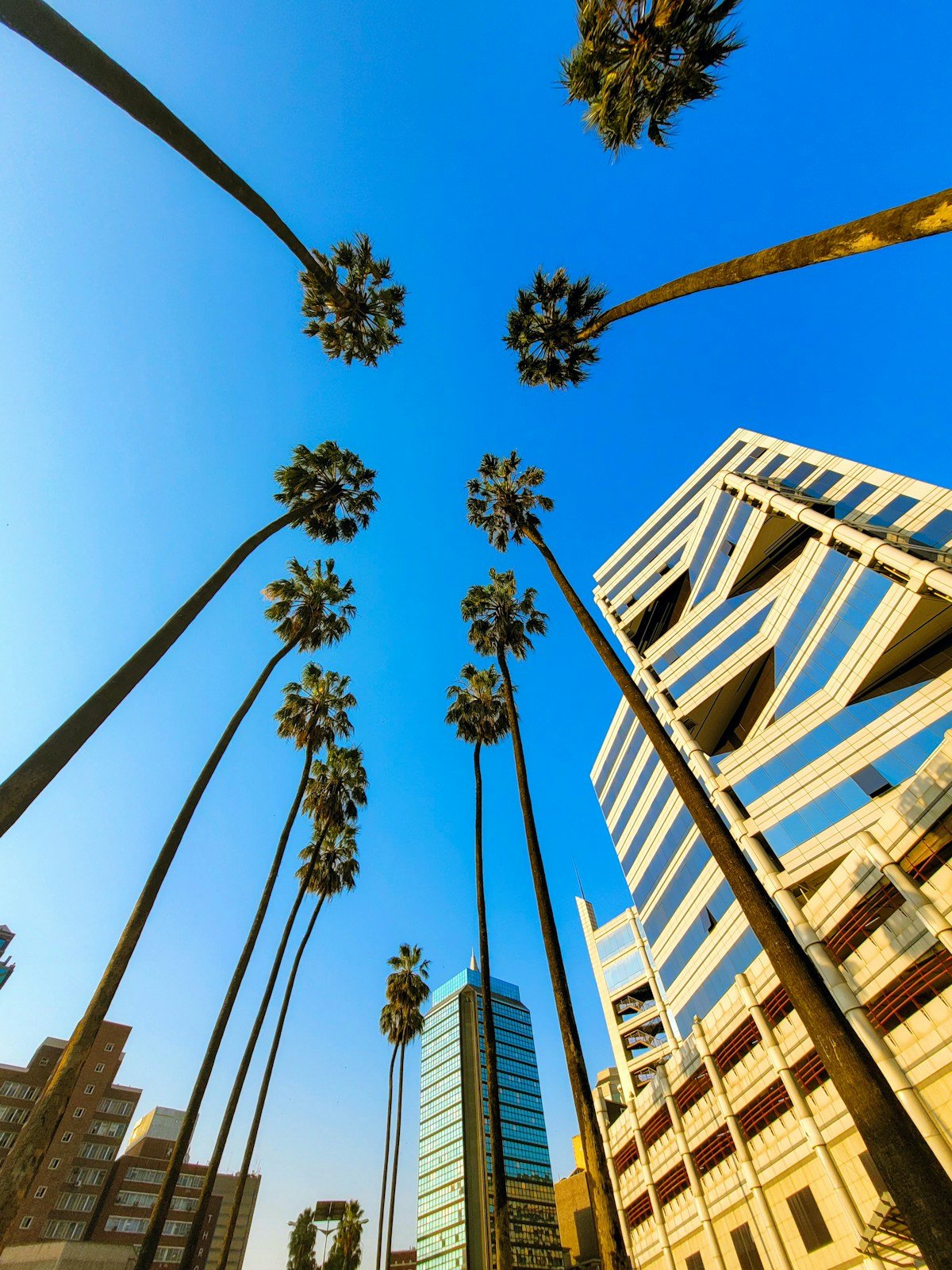 Palm trees and modern office buildings in Harare city centre under a blue sky, Zimbabwe