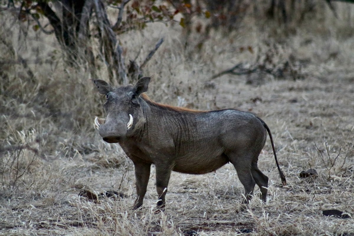 Warthog standing in dry bush in Zimbabwe's national park