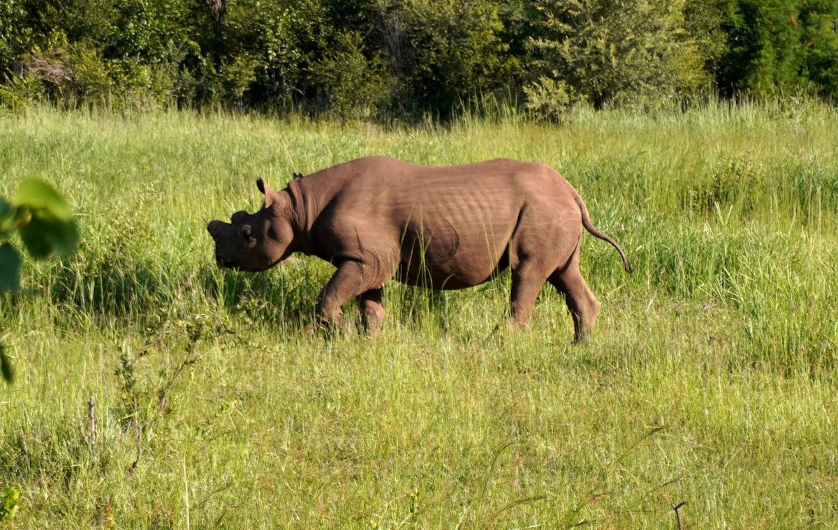 A white rhino standing in a field of tall grass, Zimbabwe