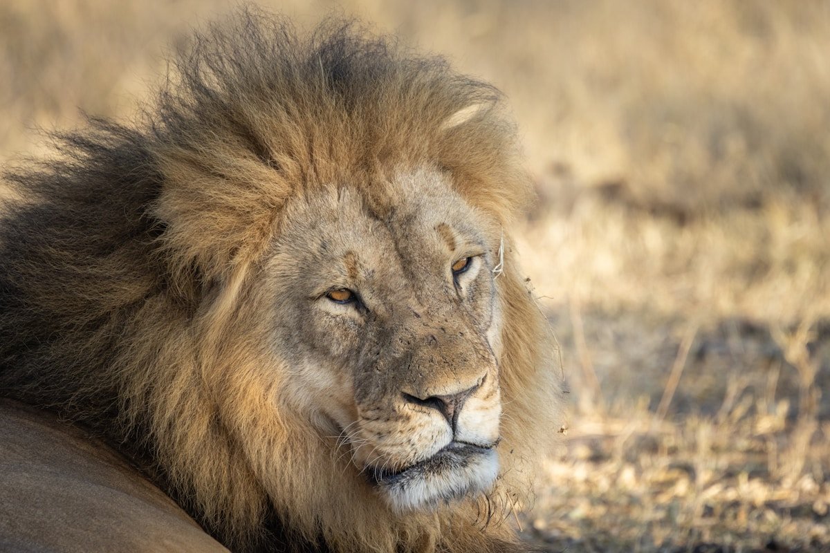A lion resting in Zimbabwean savanna