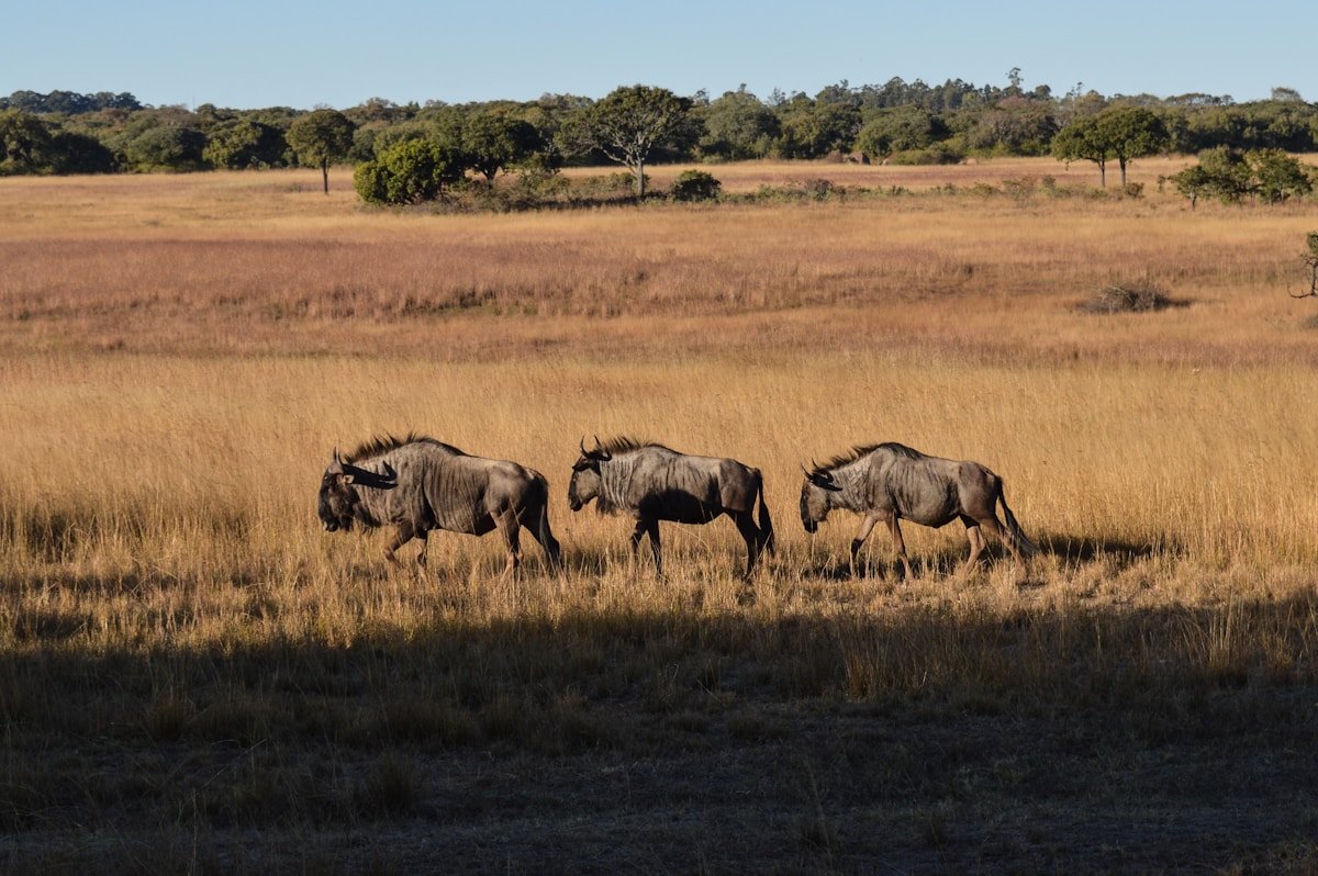 Three elephants walking through Zimbabwe national park
