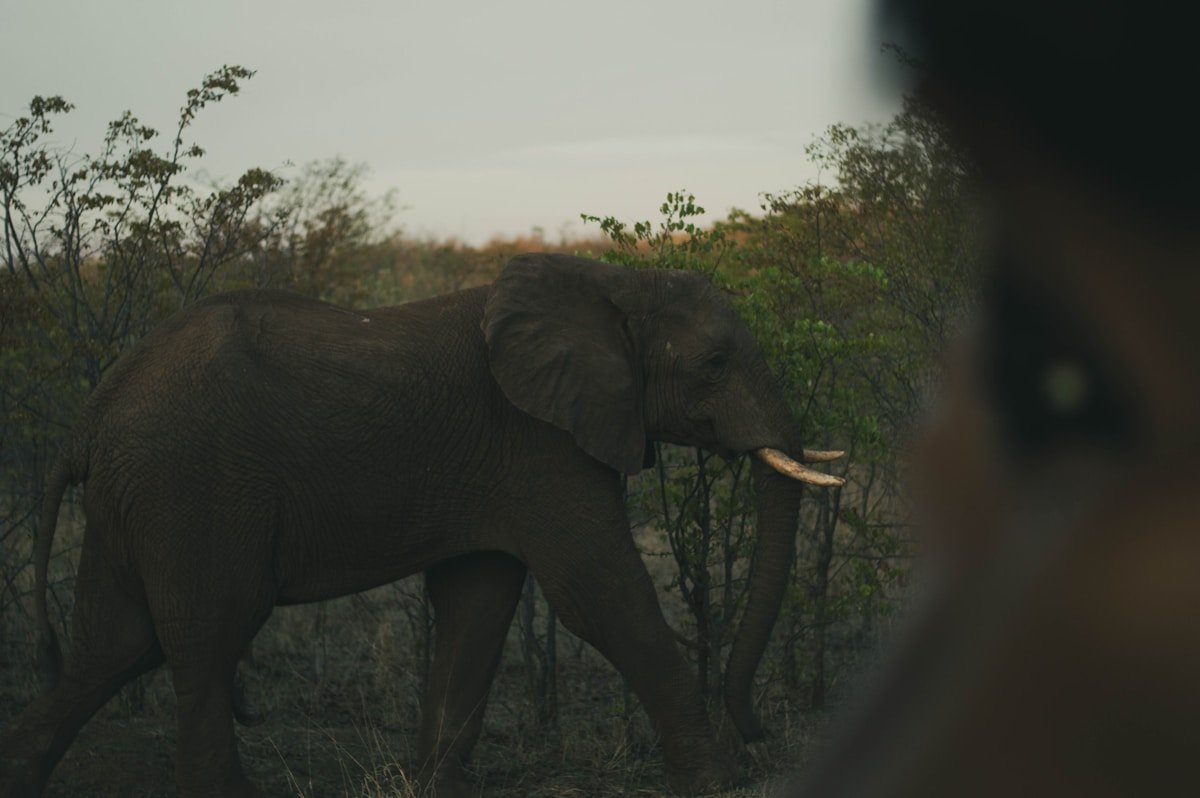 A pair of elephants standing together in Zimbabwe