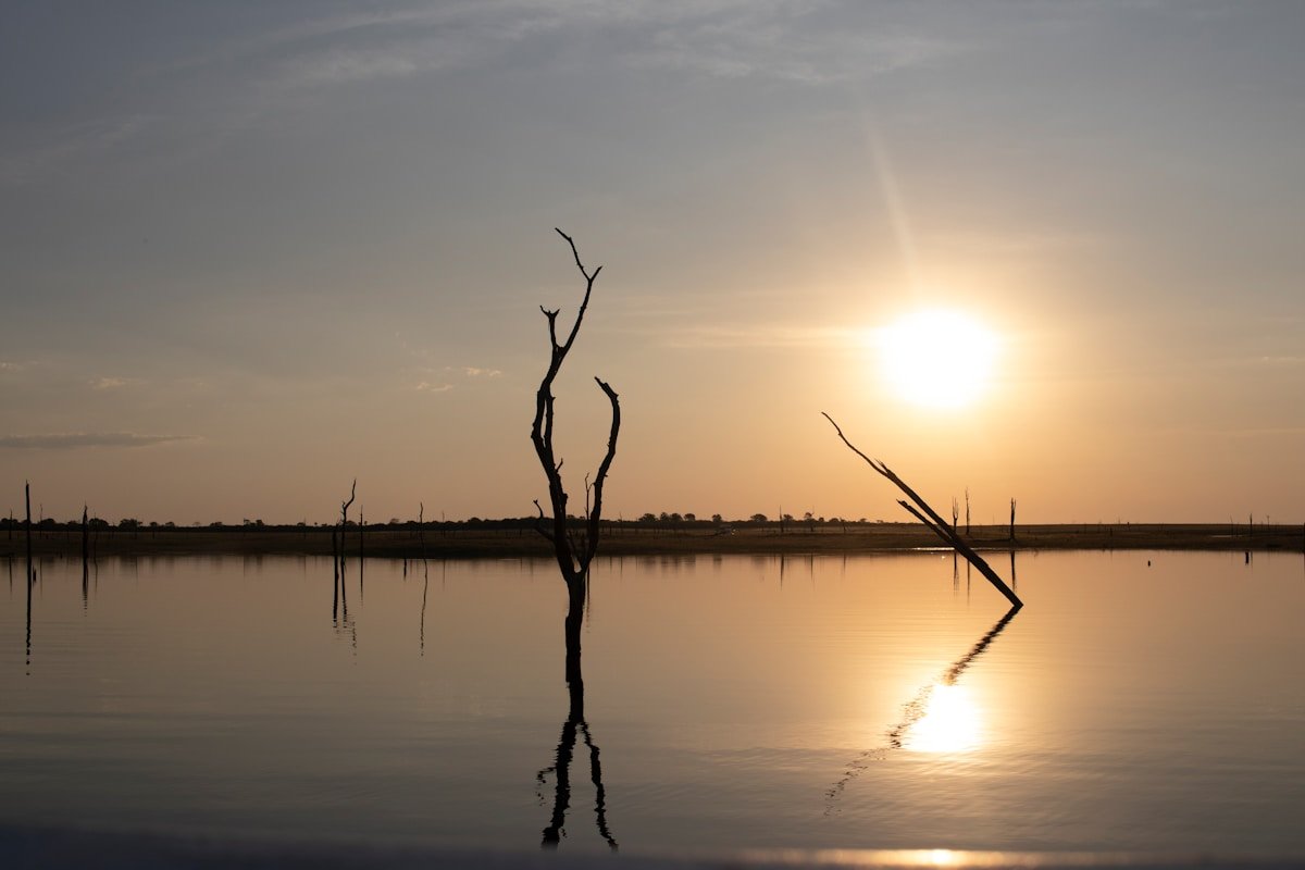 A dead tree standing in still water, Zimbabwe
