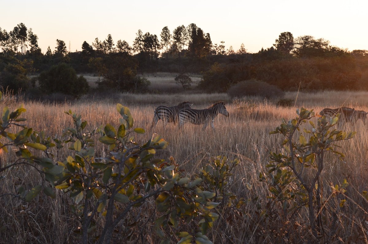 Two zebras grazing on open grassland in Africa