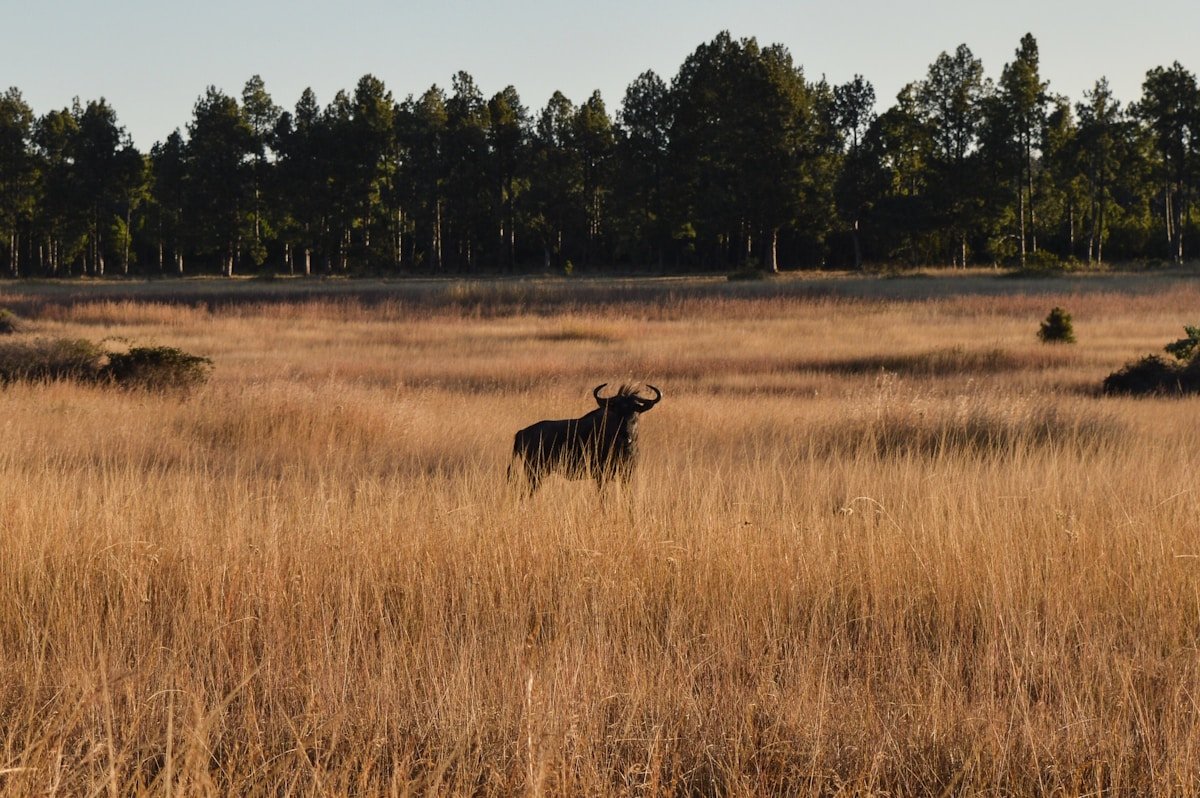 A buffalo grazing on brown savanna grass in Zimbabwe