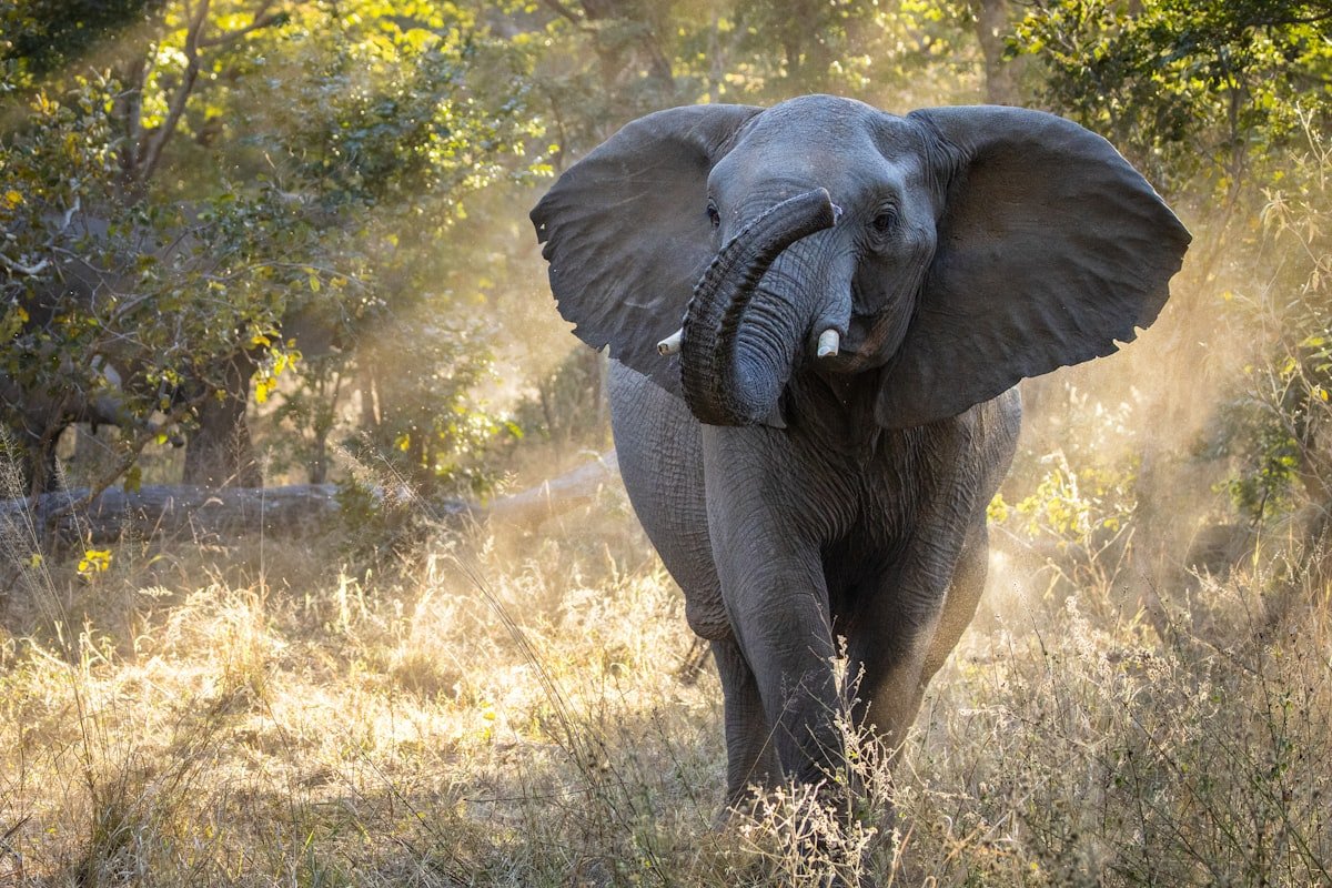 Herd of elephants at a waterhole in Hwange National Park, Zimbabwe
