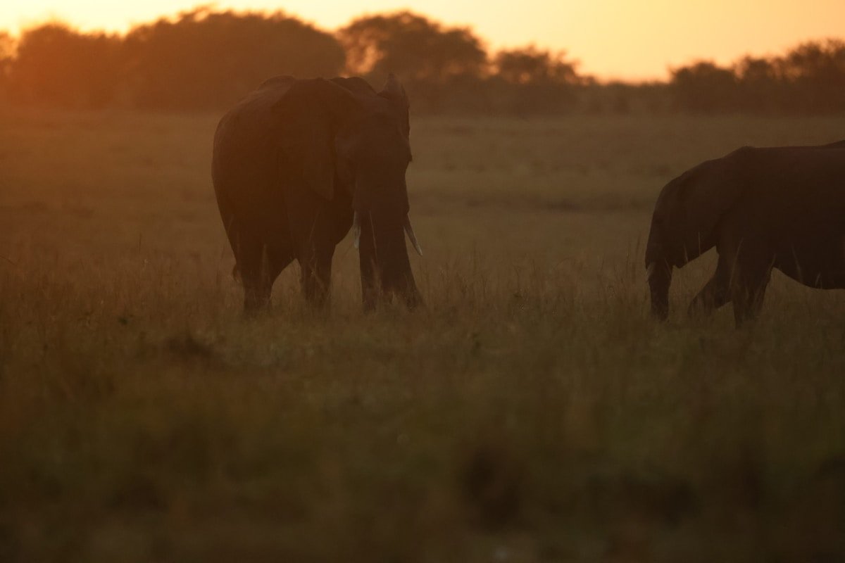 Two elephants walking through golden-lit grassland at sunset in Zimbabwe