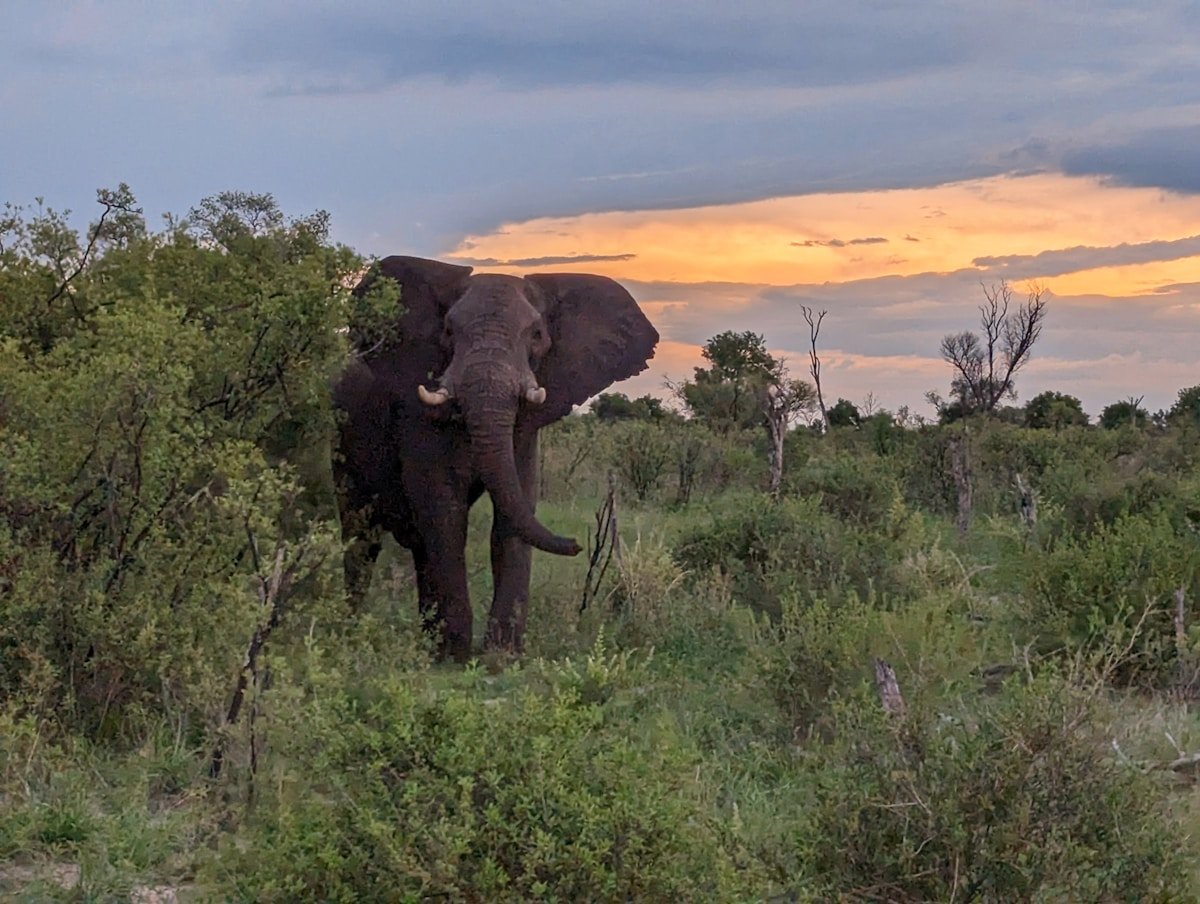 An elephant standing among trees and bushes, Hwange, Zimbabwe