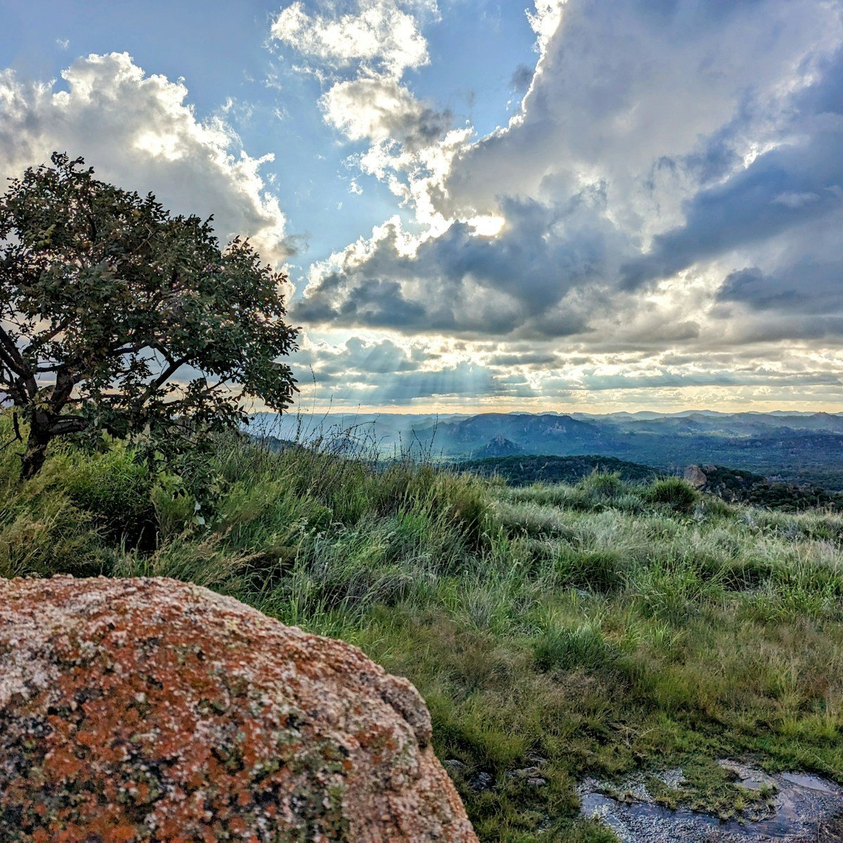 A lone tree on a hill under a cloudy sky, Matopos, Zimbabwe