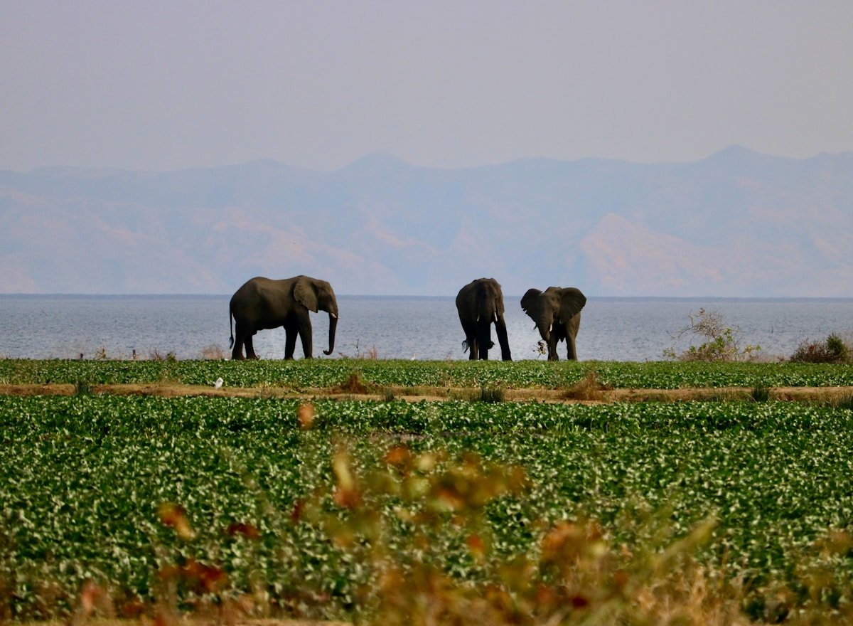 A group of elephants walking across a lush green field, Kariba, Zimbabwe
